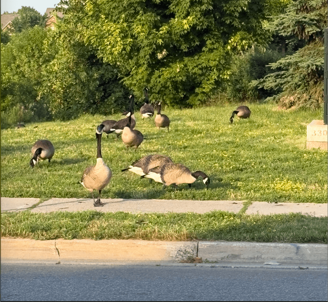 University of Waterloo